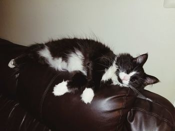 Close-up of cat sleeping at home