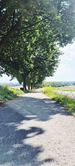 Road amidst trees in park on sunny day