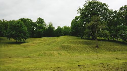 Trees on field against sky