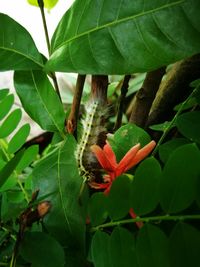 Close-up of insect on plant