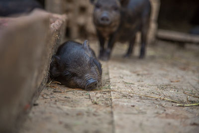 Little pigs sleeping in a farm near the trough