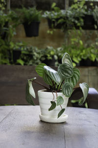 Close-up of potted plant on table