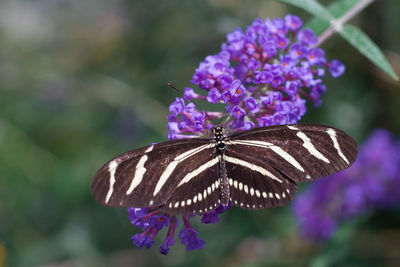 Close-up of butterfly on purple flower