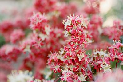 Close-up of red flowering plants