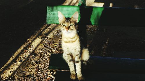 Portrait of cat sitting on wood