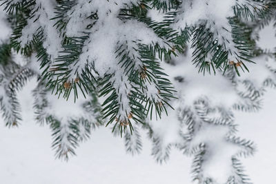 Fir tree branches covered with snow, view from the top, winter background