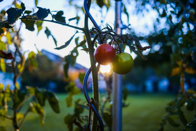 Close-up of fruits growing on tree