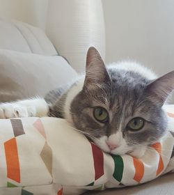 Close-up portrait of cat at home