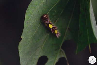 Close-up of insect on leaf