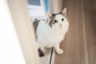 White cat walking out of a room
