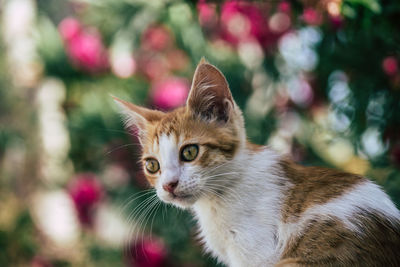 Close-up of a cat looking away