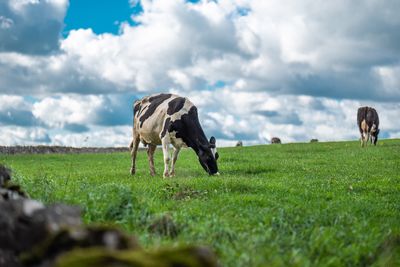 Horses grazing in a field