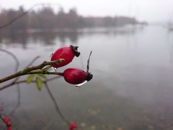 Close-up of reflection in water