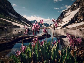 Close-up of flowering plants by water and snowy mountains against sky