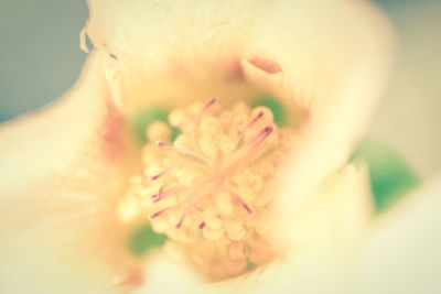 Close-up of cropped flower