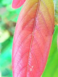 Close-up of leaf