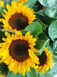 Macro shot of sunflower