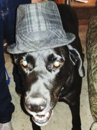 Close-up portrait of dog