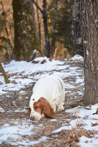 Dog standing on snow covered land