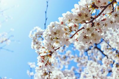 Low angle view of cherry blossoms against sky