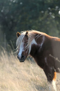 Horse in a field