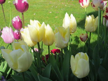 Close-up of tulips blooming outdoors