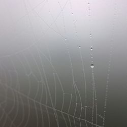Close-up of water drops on leaf