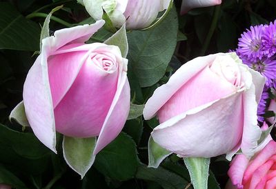 Close-up of pink flowers blooming outdoors