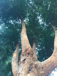 View of tree in forest