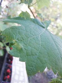 Close-up of fresh green leaf