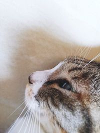 Close-up of a cat looking away