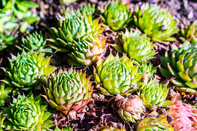 Full frame shot of succulent plants