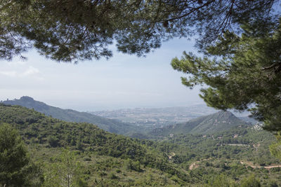 Scenic view of trees in forest