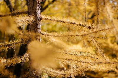 Yellow needles growing on a larch tree in autumn