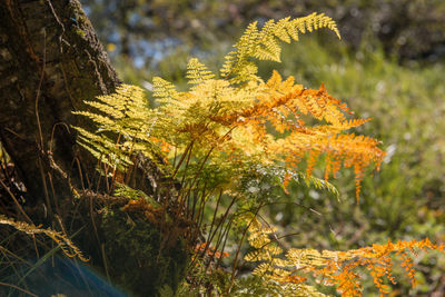 Close-up of fresh plants against trees