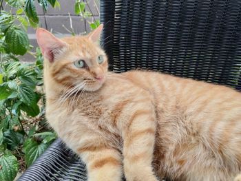 Portrait of ginger cat lying down