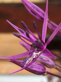 Close-up of purple flower