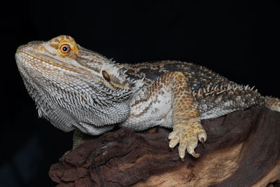 Close-up of a lizard