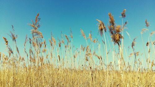 Low angle view of plants against clear sky