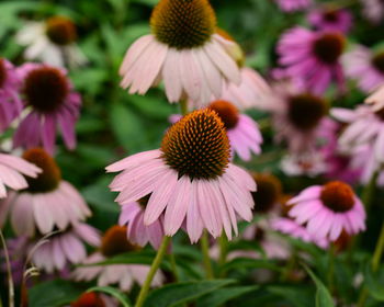 Close-up of pink flower in park