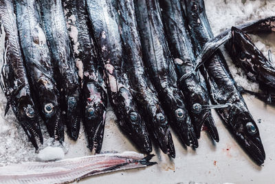 Group of freshness black swordfish.