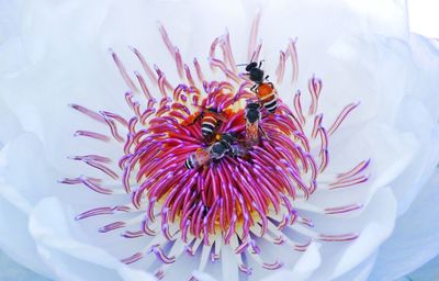 Close-up of bee on purple flower