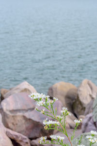 Close-up of plant by sea