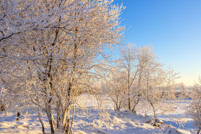 Snow covered trees on field against sky