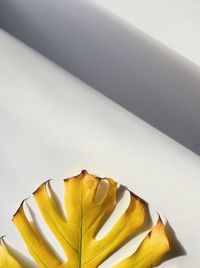 High angle view of yellow rose on table