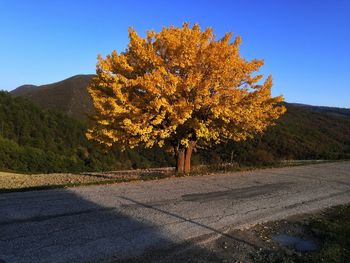 Tree by road against sky during autumn