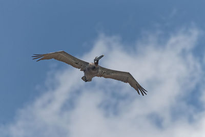 Low angle view of bird flying in sky