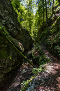 Narrow footpath amidst trees in forest