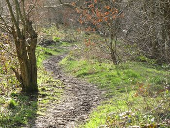 Dirt road amidst trees