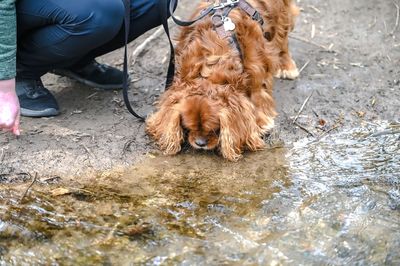 Man with dog on water